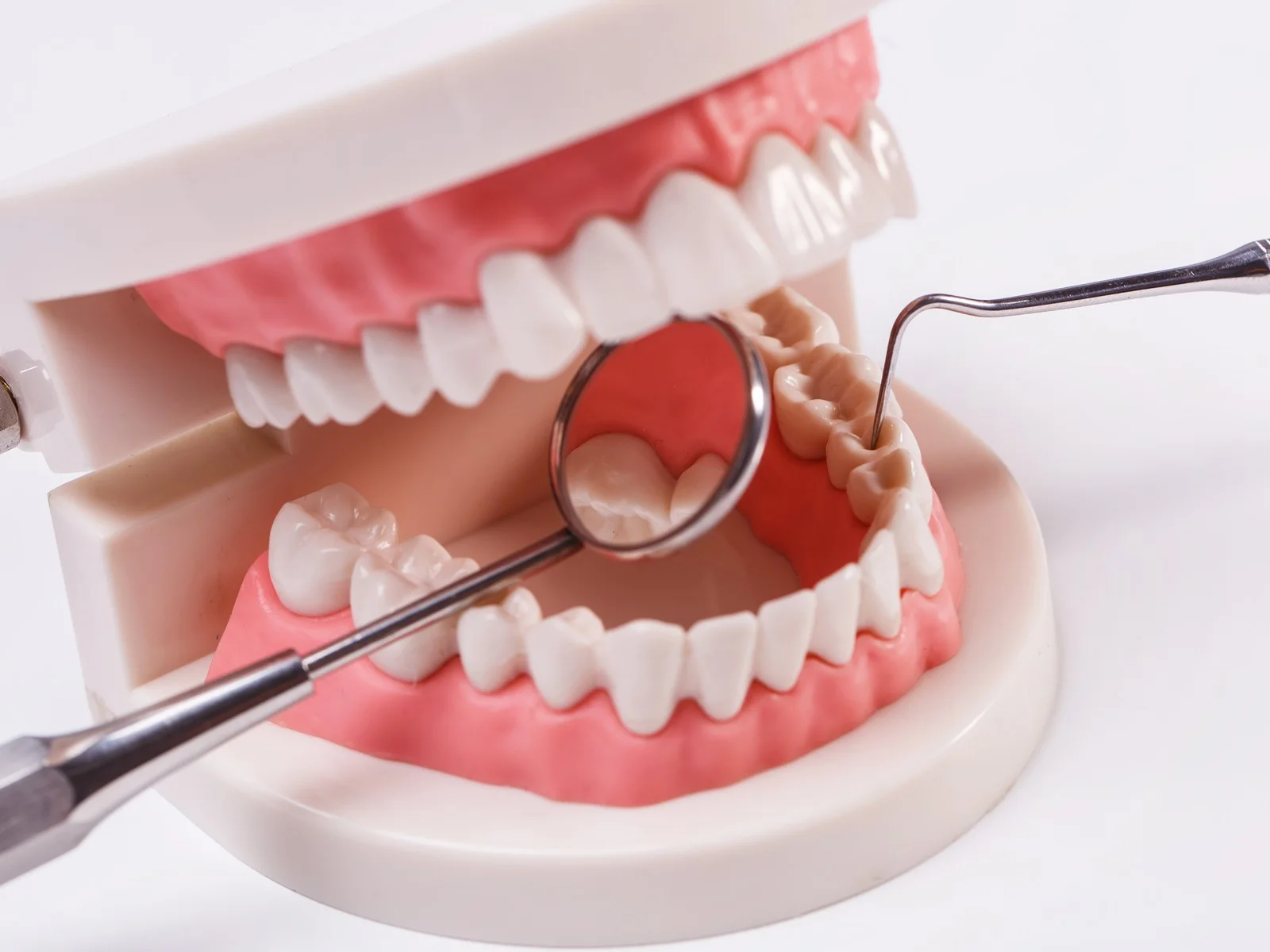 Dental model with mouth mirror and explorer on a white background